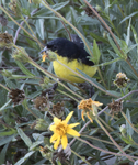 Lesser Goldfinch 4140M